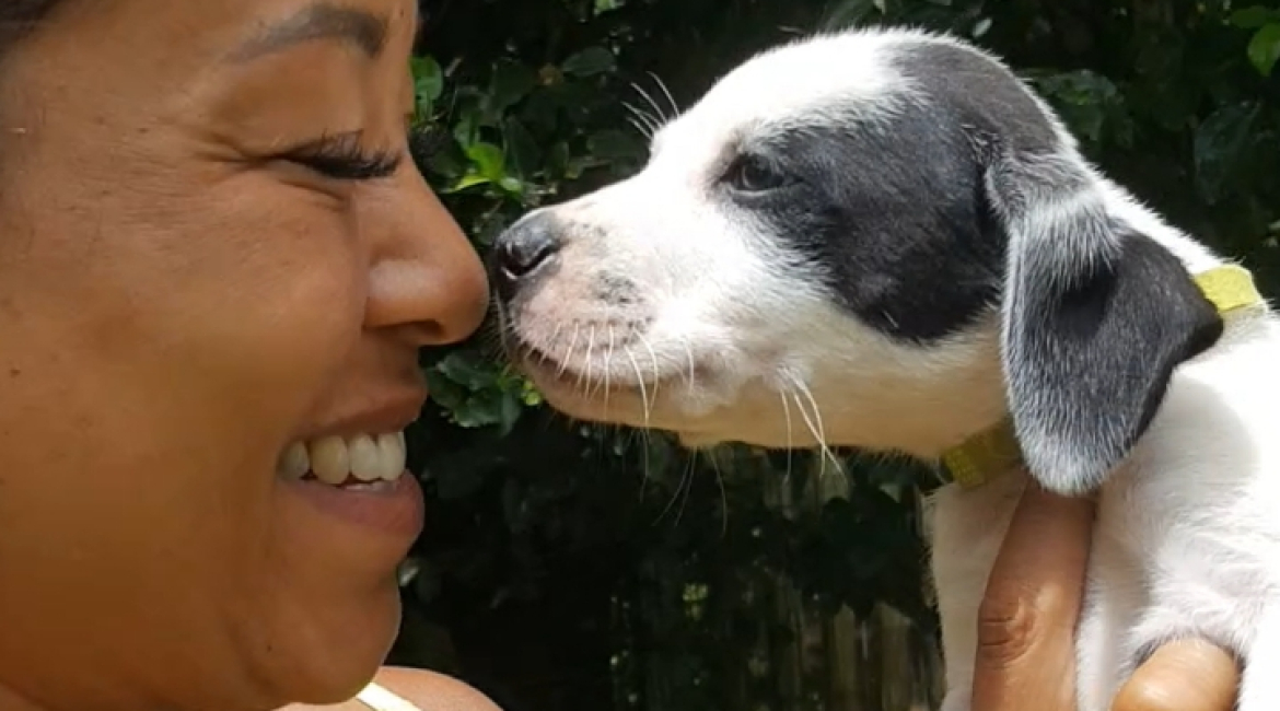 Chiens à adopter